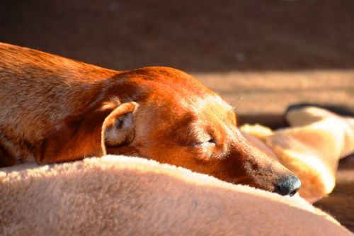 dachshund sleep dog