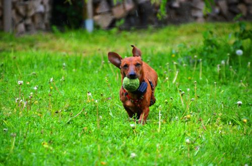 dachshund dog ball