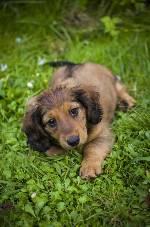 dachshund  puppy  grass