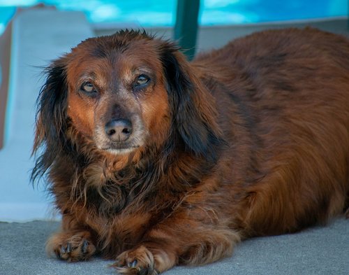 dachshund  dog  canine