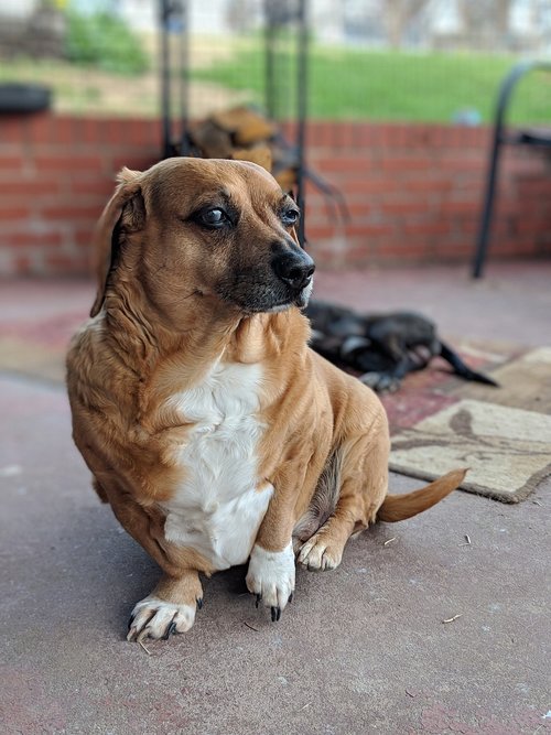 dachshund  dog  canine