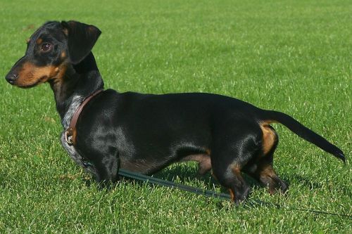 dachshund wiener dog dog