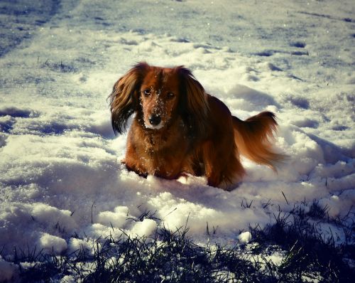 dachshund winter snow