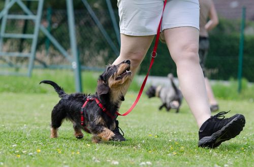 dachshund dog school dog training