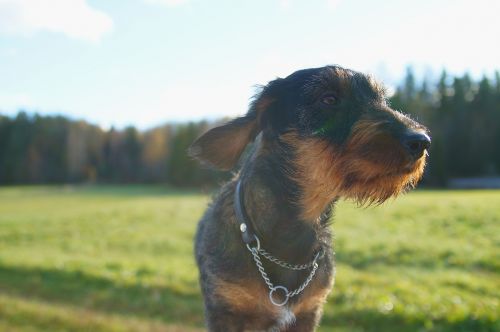 dachshund dog grass