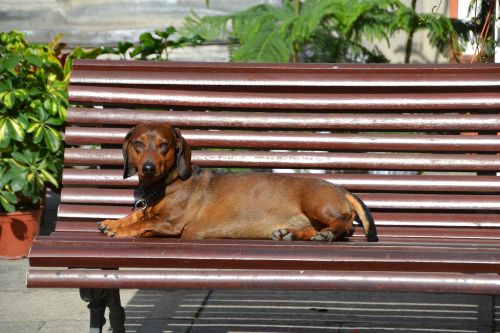 dog dachshund dachshund dog