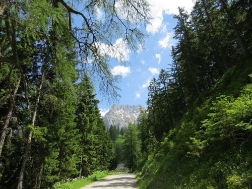 dachstein austria forest