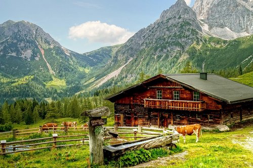 dachstein  alm  nature