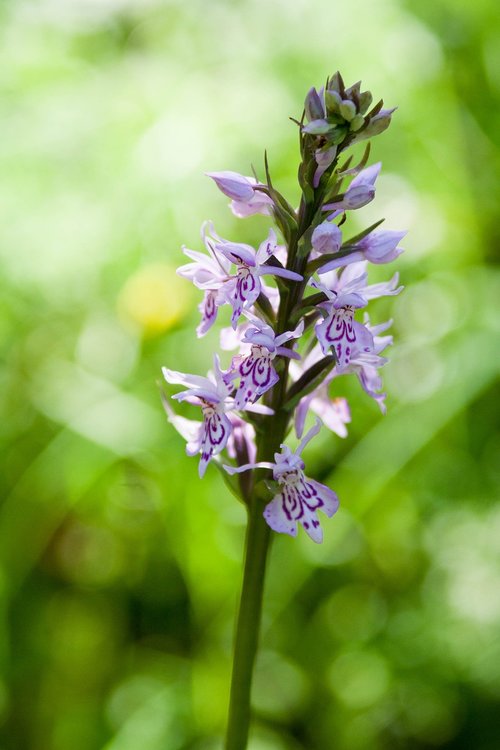 dactylorhiza  orchid  violet