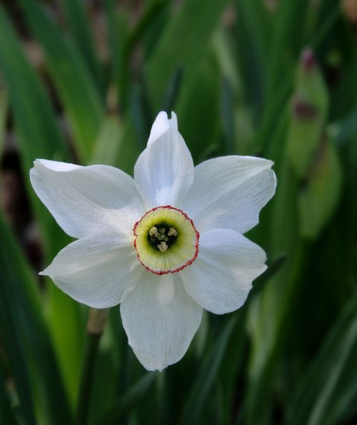 daffodil flower macro