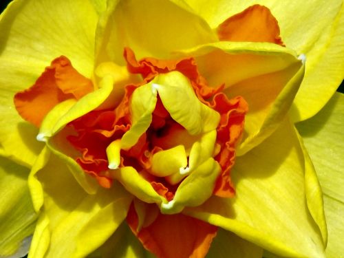 daffodil yellow orange