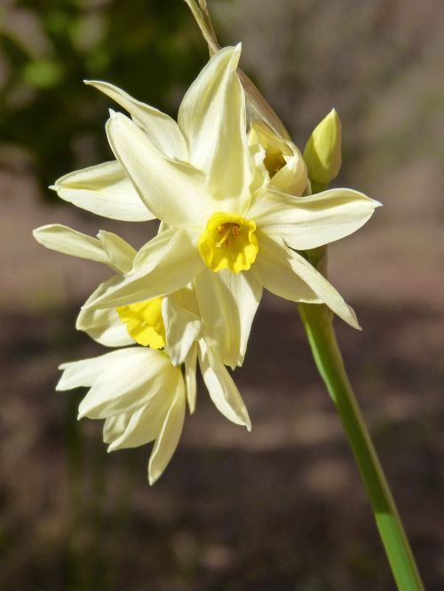 daffodil flower detail