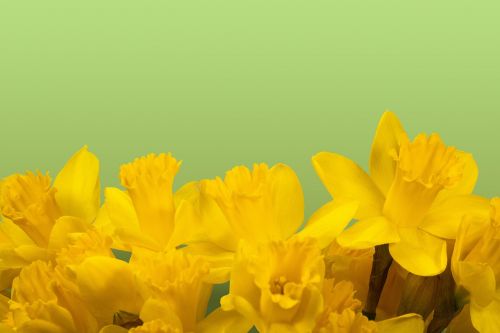 daffodil spring easter