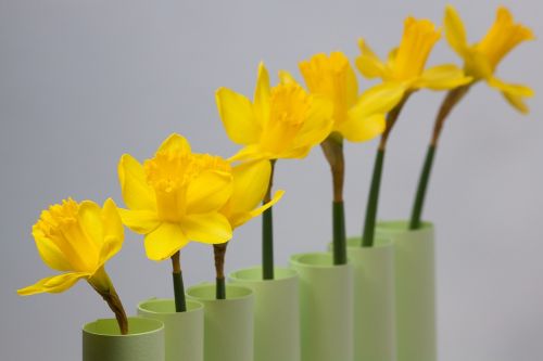 daffodil spring easter