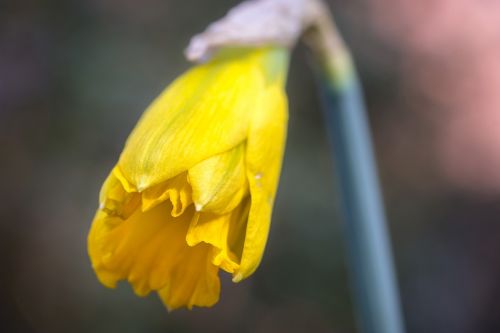 daffodil narcissus bud
