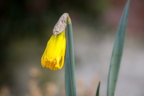 daffodil narcissus bud