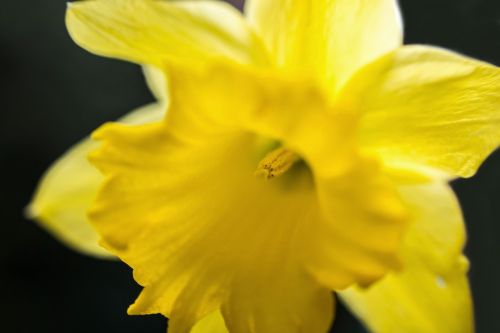 daffodil narcissus easter