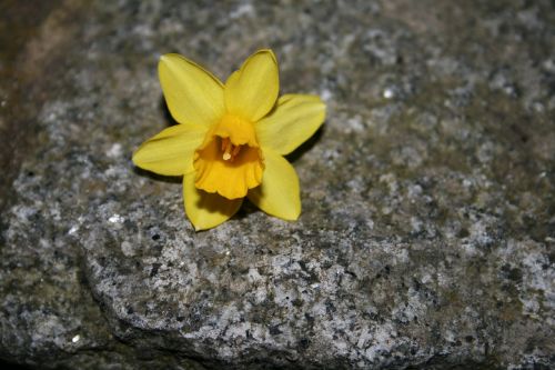 daffodil flourished yellow