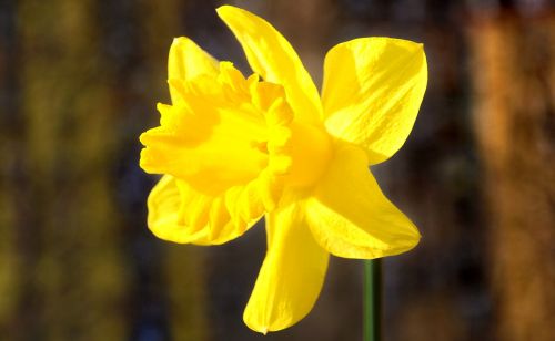 daffodil spring yellow flower
