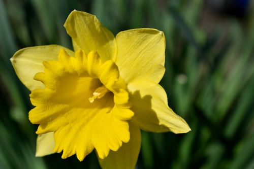 daffodil yellow spring