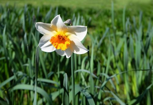 daffodil blossom bloom