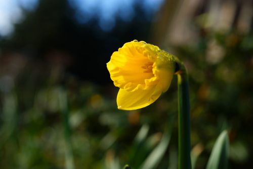 daffodil narcissus spring