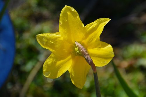 daffodil yellow flower