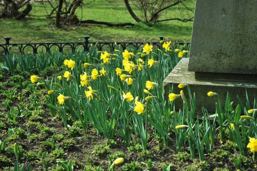 daffodil flowers spring