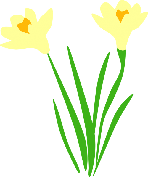 daffodil daffodils flora