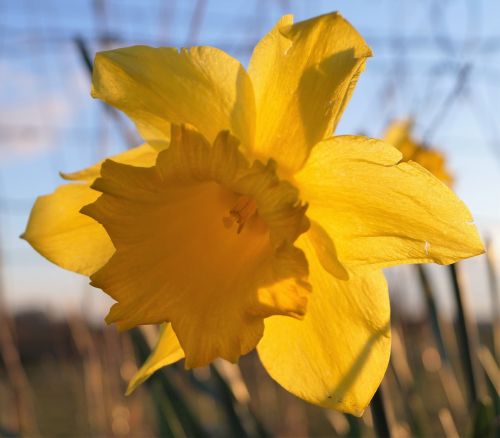 daffodil yellow nature