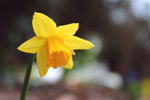 daffodil narcissus pseudonarcissus yellow