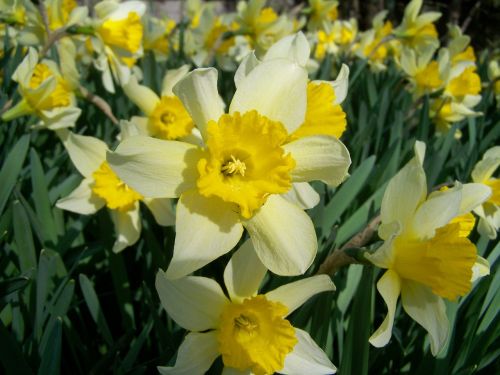 daffodil yellow flower spring