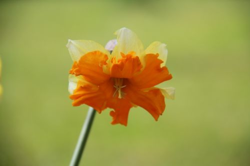 daffodil flower yellow