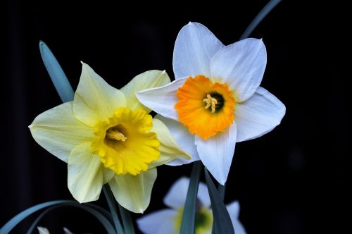 daffodil color spring flowers