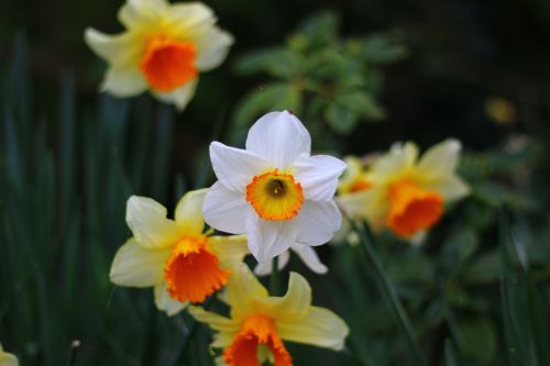 daffodil flower spring