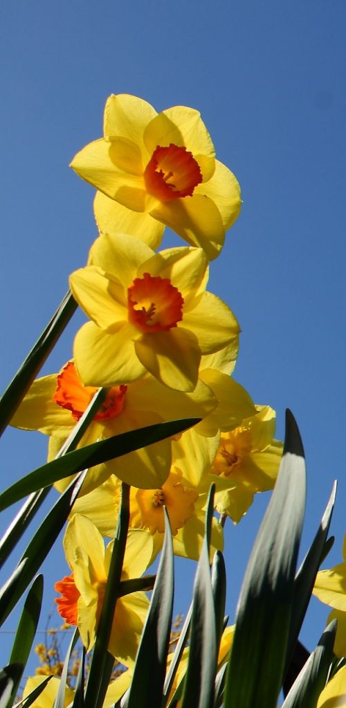 daffodil flower spring