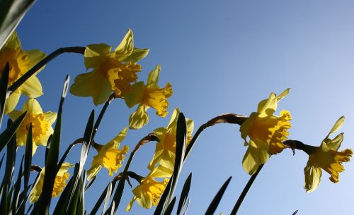 daffodil flower spring