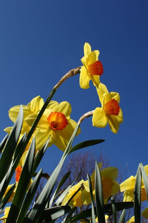 daffodil flower spring