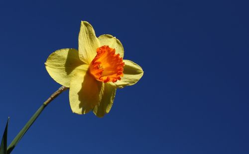 daffodil flower spring