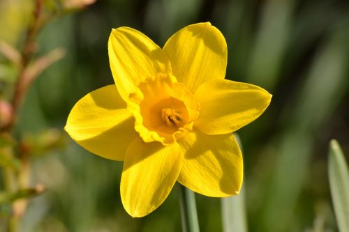 daffodil flower yellow flower