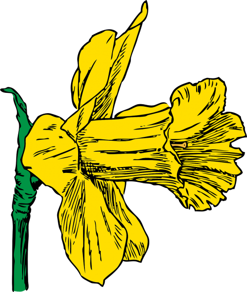 daffodil season spring