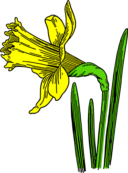 daffodil flower nature