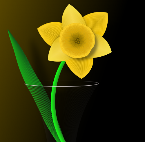 daffodil flower spring