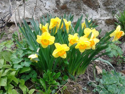 daffodil spring sunshine