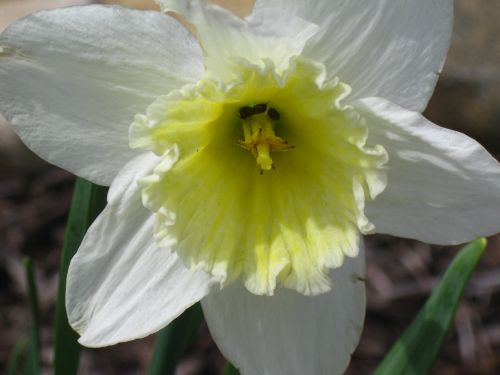 daffodil daffodils spring flowers