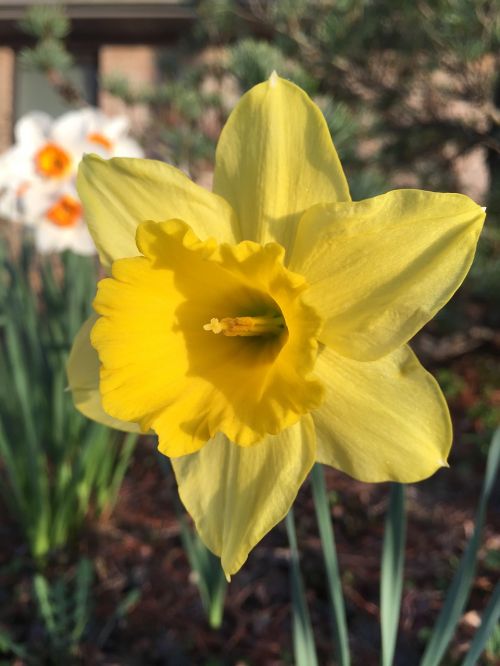 daffodil narcissus spring
