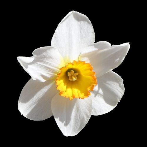 daffodil narcissus white