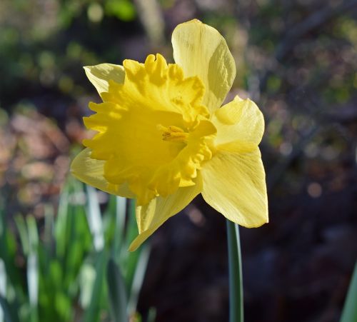 daffodil flower blossom