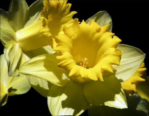 daffodil flower garden