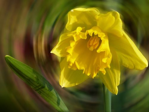 daffodil blossom bloom